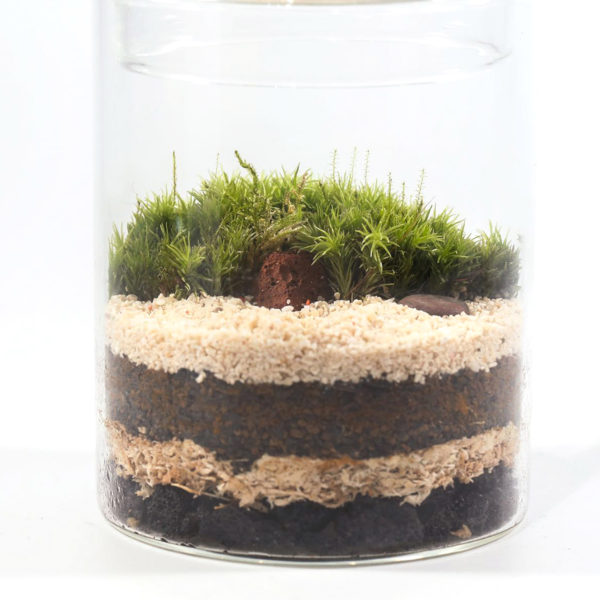 DIY Moss Terrarium for Teams, Online class & kit