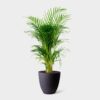 BAMBOO PALM - Image 3