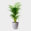BAMBOO PALM - Image 4