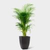BAMBOO PALM