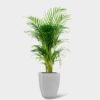 BAMBOO PALM - Image 2