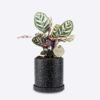CALATHEA MAKOYANA - Image 2
