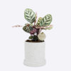 CALATHEA MAKOYANA