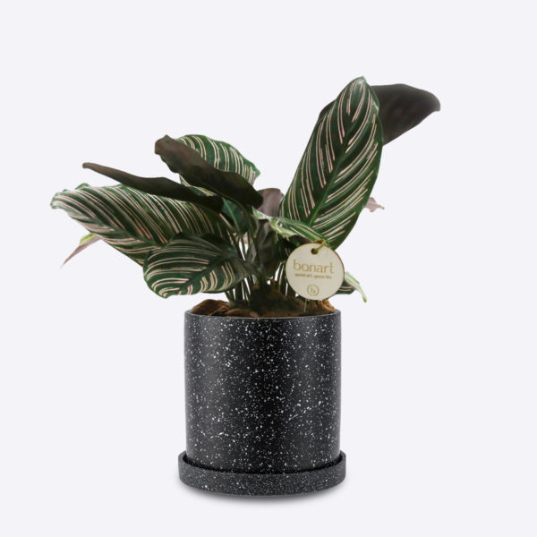 CALATHEA ORNATA - Image 2
