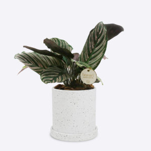 CALATHEA ORNATA