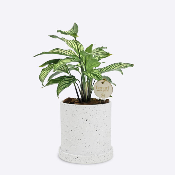 CALATHEA VITTATA