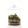 CANDY JAR PLUS