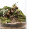CANDY JAR PLUS - Image 2