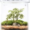 CANDY JAR - Image 2