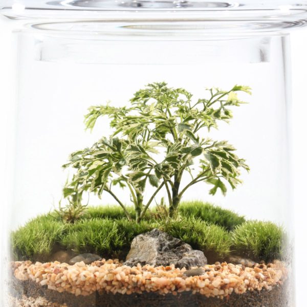CANDY JAR - Image 2