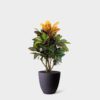 CROTON - Image 3