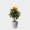 CROTON - Image 4