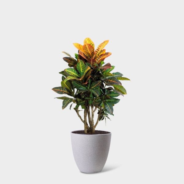 CROTON - Image 4