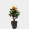 CROTON