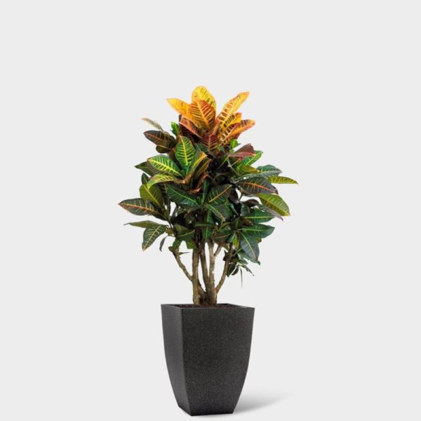 CROTON