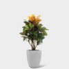 CROTON - Image 2
