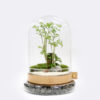 DOME PLUS