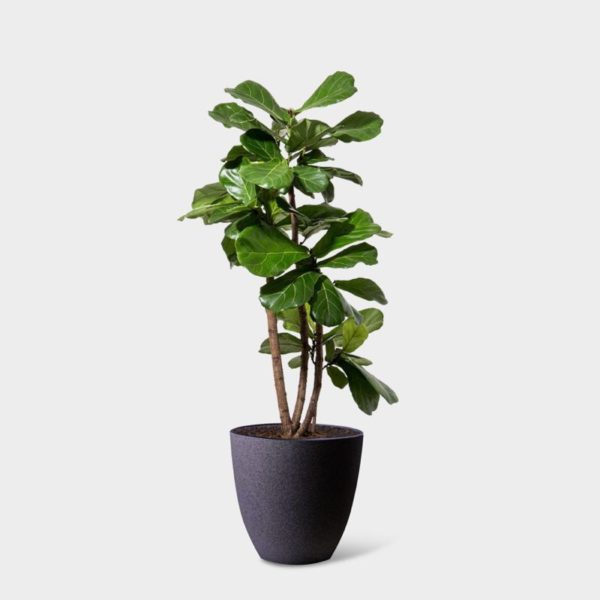 FIDDLE LEAF FIG - Image 3