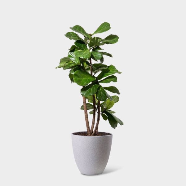 FIDDLE LEAF FIG - Image 4