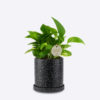 GOLDEN POTHOS - Image 2