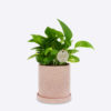 GOLDEN POTHOS - Image 3