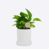 GOLDEN POTHOS