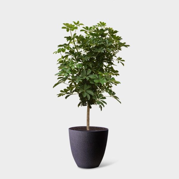 UMBRELLA PLANT - Image 3