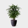 LADY PALM - Image 3