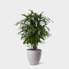 LADY PALM - Image 4