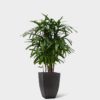 LADY PALM