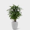 LADY PALM - Image 2