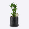 LUCKY BAMBOO - Image 2