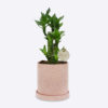 LUCKY BAMBOO - Image 3