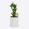 LUCKY BAMBOO