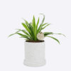 SPIDER PLANT