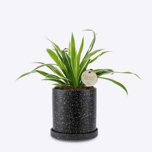 SPIDER PLANT - Image 2