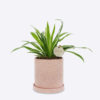SPIDER PLANT - Image 3
