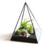 AIR PLANT PYRAMID 空氣草錐形擺設