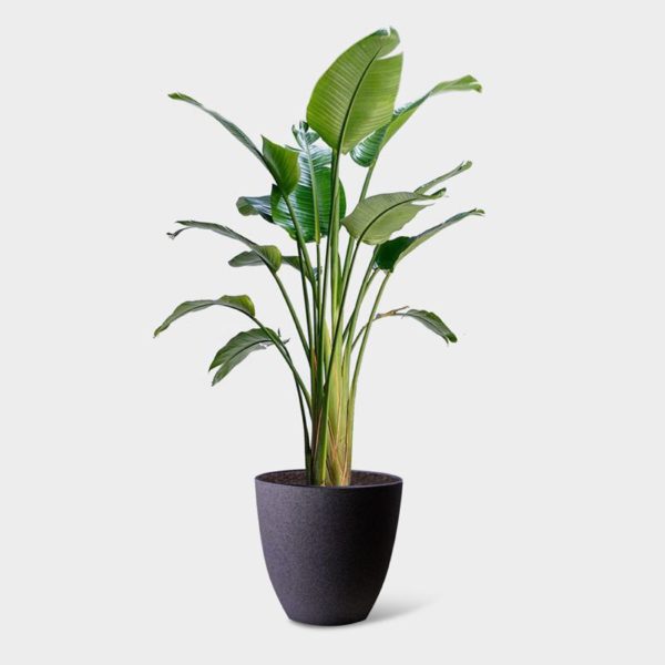 BIRD OF PARADISE - Image 3