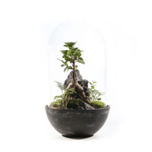 Moss Terrarium | 青苔盆景