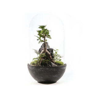 Moss Terrarium | 青苔盆景