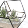 DIAMOND - Image 2