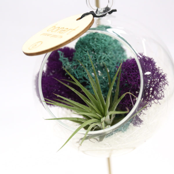 AIR PLANT HANGING STAND 空氣草掛座 - Image 2