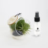 AIR PLANT WITH CRYSTAL 空氣草水晶擺設
