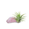AIR PLANT WITH CRYSTAL 空氣草水晶擺設 - Image 6