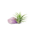 AIR PLANT WITH CRYSTAL 空氣草水晶擺設 - Image 3