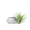 AIR PLANT WITH CRYSTAL 空氣草水晶擺設 - Image 7