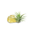 AIR PLANT WITH CRYSTAL 空氣草水晶擺設 - Image 4