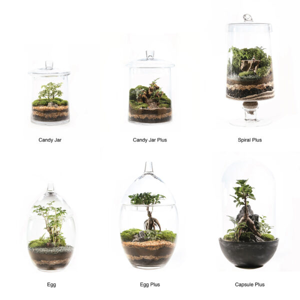 WORKSHOP VOUCHER/ BONSAI